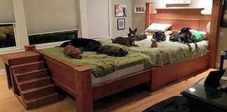 Casal constrói cama gigante para dormir com todos os seus cães resgatados