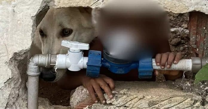 Mãe irá responder por abandono após deixar filho de 2 anos sozinho com o cachorro