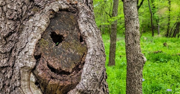 Você sabe o que é pareidolia?