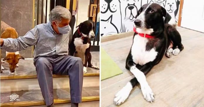 Empresário surpreende ao deixar R$ 673,5 milhões de herança para cachorro, mordomo e cozinheiro